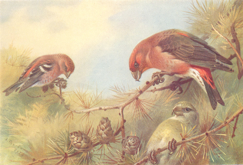 BRITISH BIRDS. Two-Barred Crossbill; Crossbill. THORBURN 1925 old print